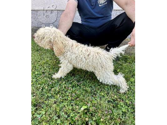 Lagotto Romagnolo, διαθέσιμα κουτάβια